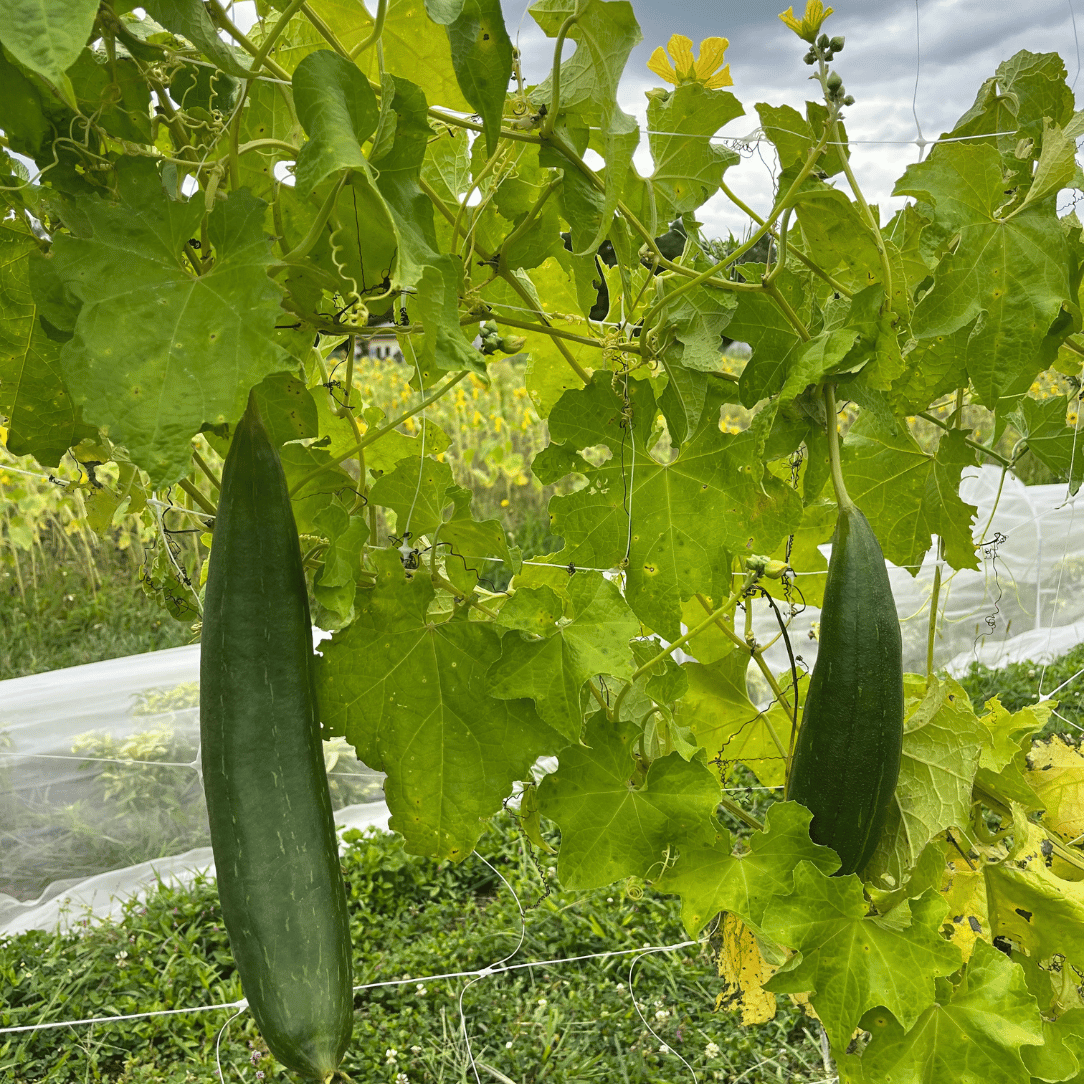 Hudson Valley Seed Co. Luffa Gourd - Thumbnail 2