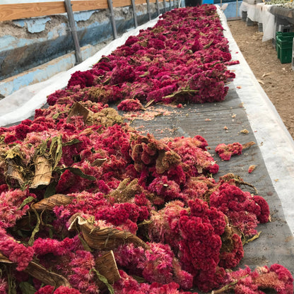 Mammoth Magenta Celosia Seedlings