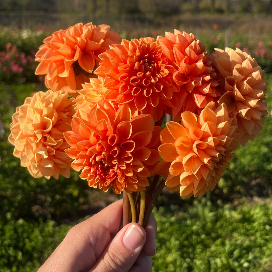 Maarn Dahlia Tuber