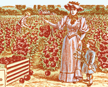 Vintage image from 1914 Fairview Seed Catalog, Syracuse, NY. Digitally altered by Sarah Snow/ Treeodesign.