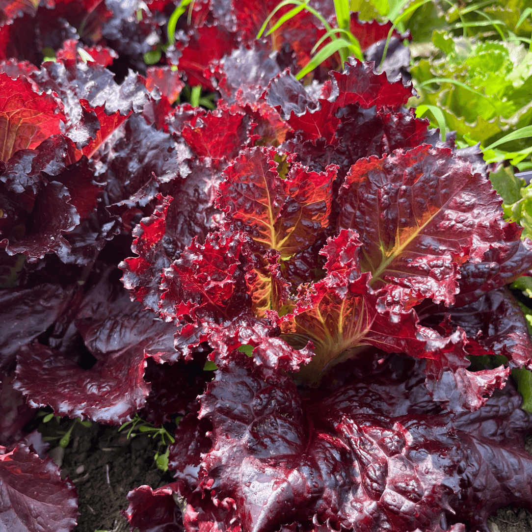 Merlot Lettuce