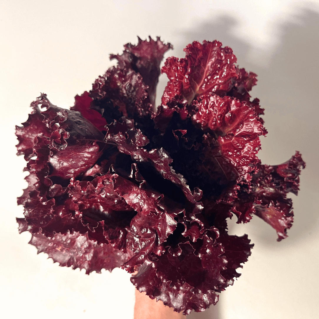 Merlot Lettuce Organic Seeds – Hudson Valley Seed Company