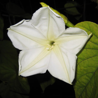 Moonflower