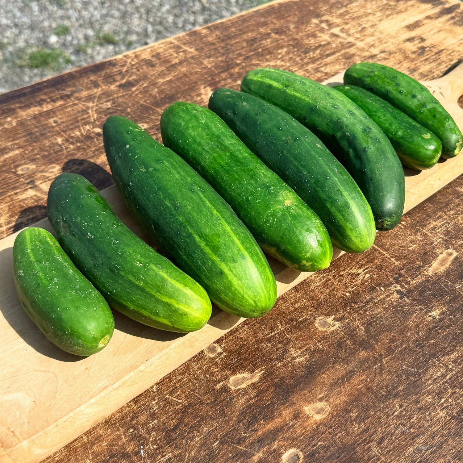 Muncher Cucumber