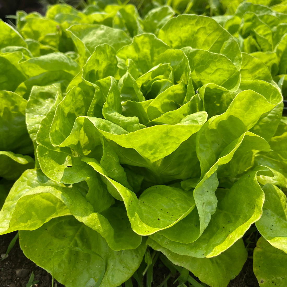 North Pole Lettuce