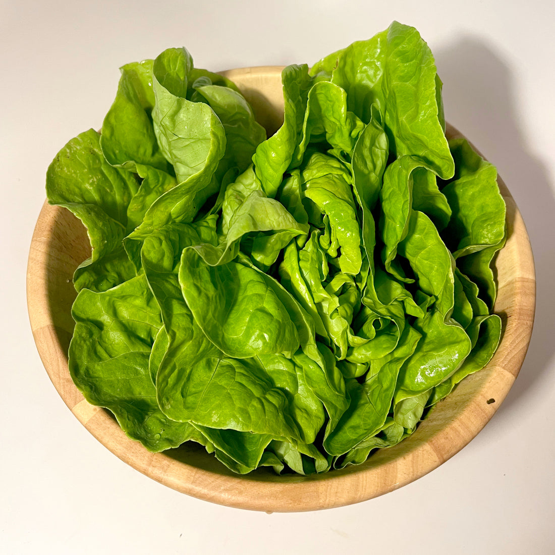 North Pole Lettuce