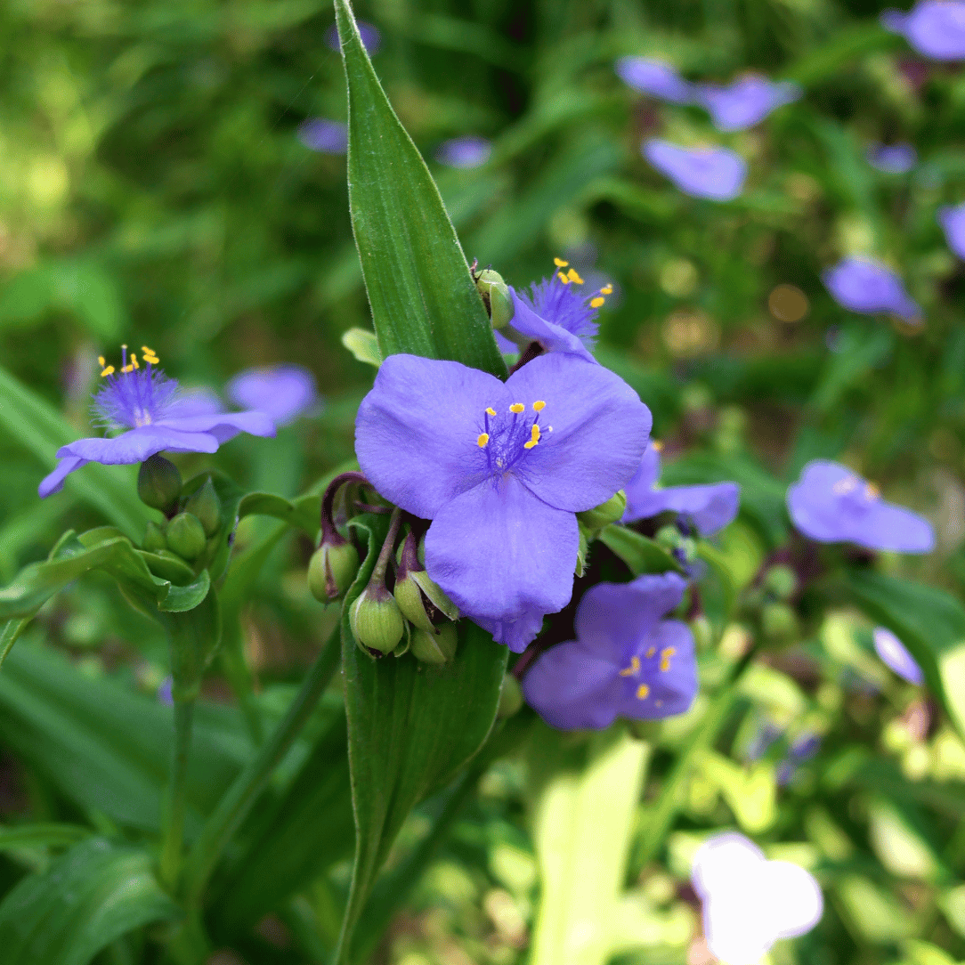 spider wart plant Ohio Spiderwort