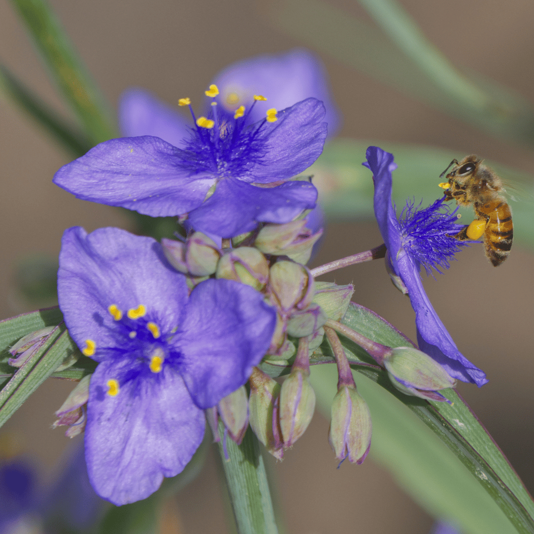 Ohio Spiderwort