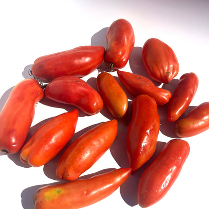 Opalka Tomato