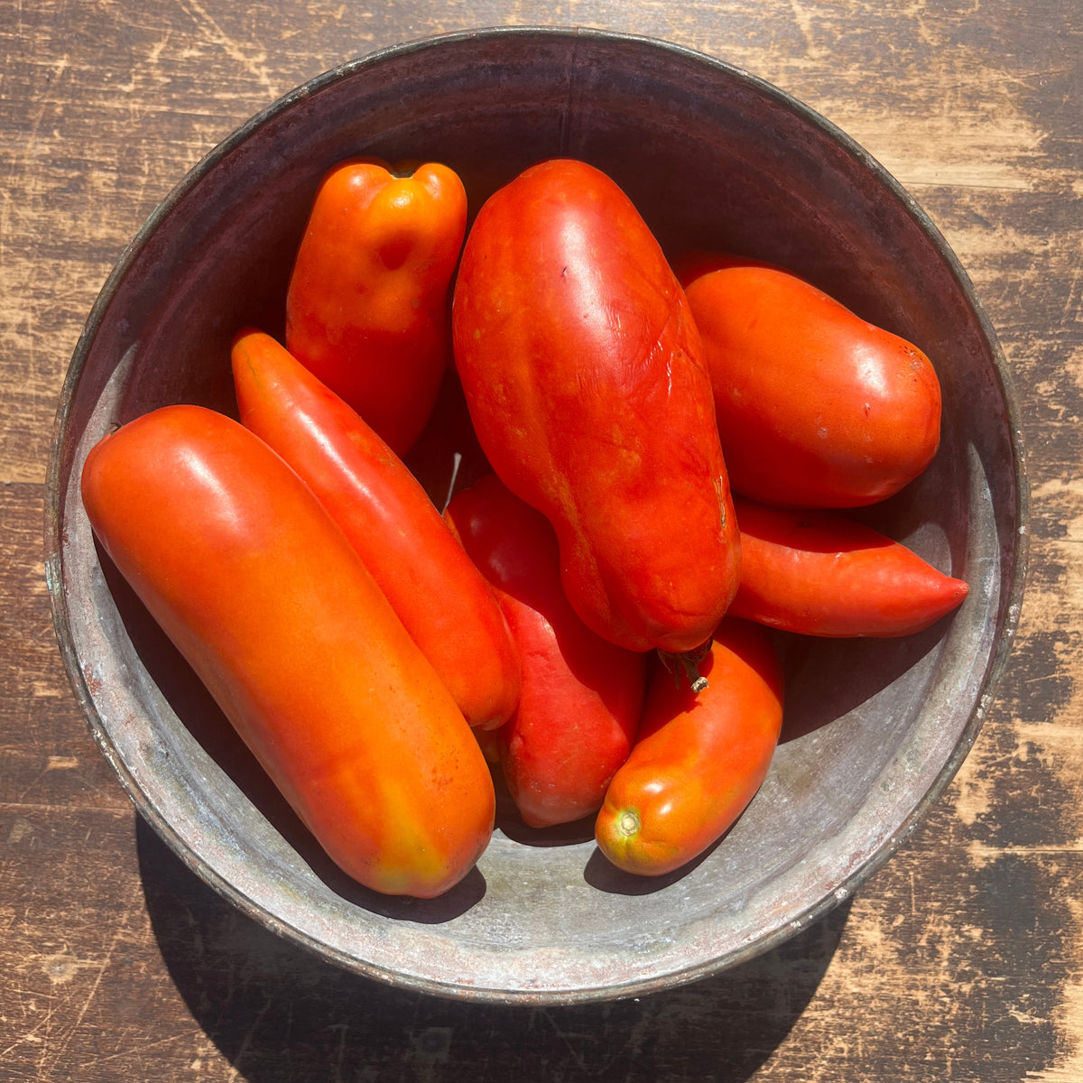 Opalka Tomato