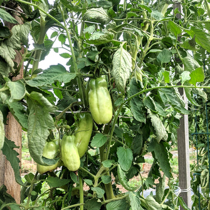 Opalka Tomato