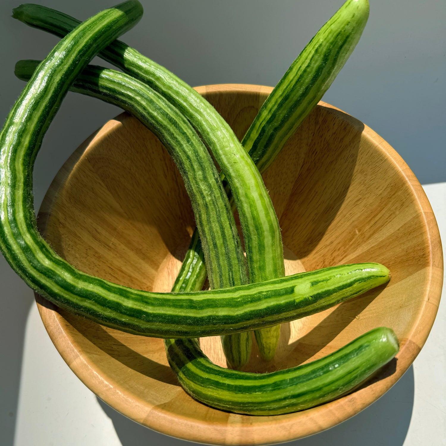 Painted Serpent Cucumber