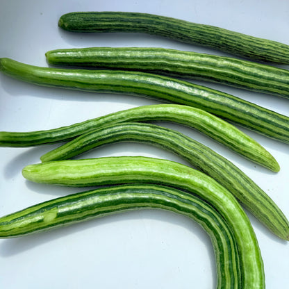 Painted Serpent Cucumber