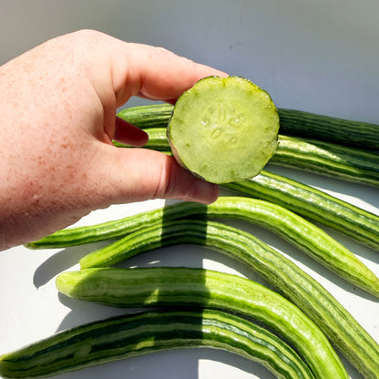 Painted Serpent Cucumber