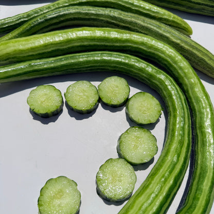 Painted Serpent Cucumber