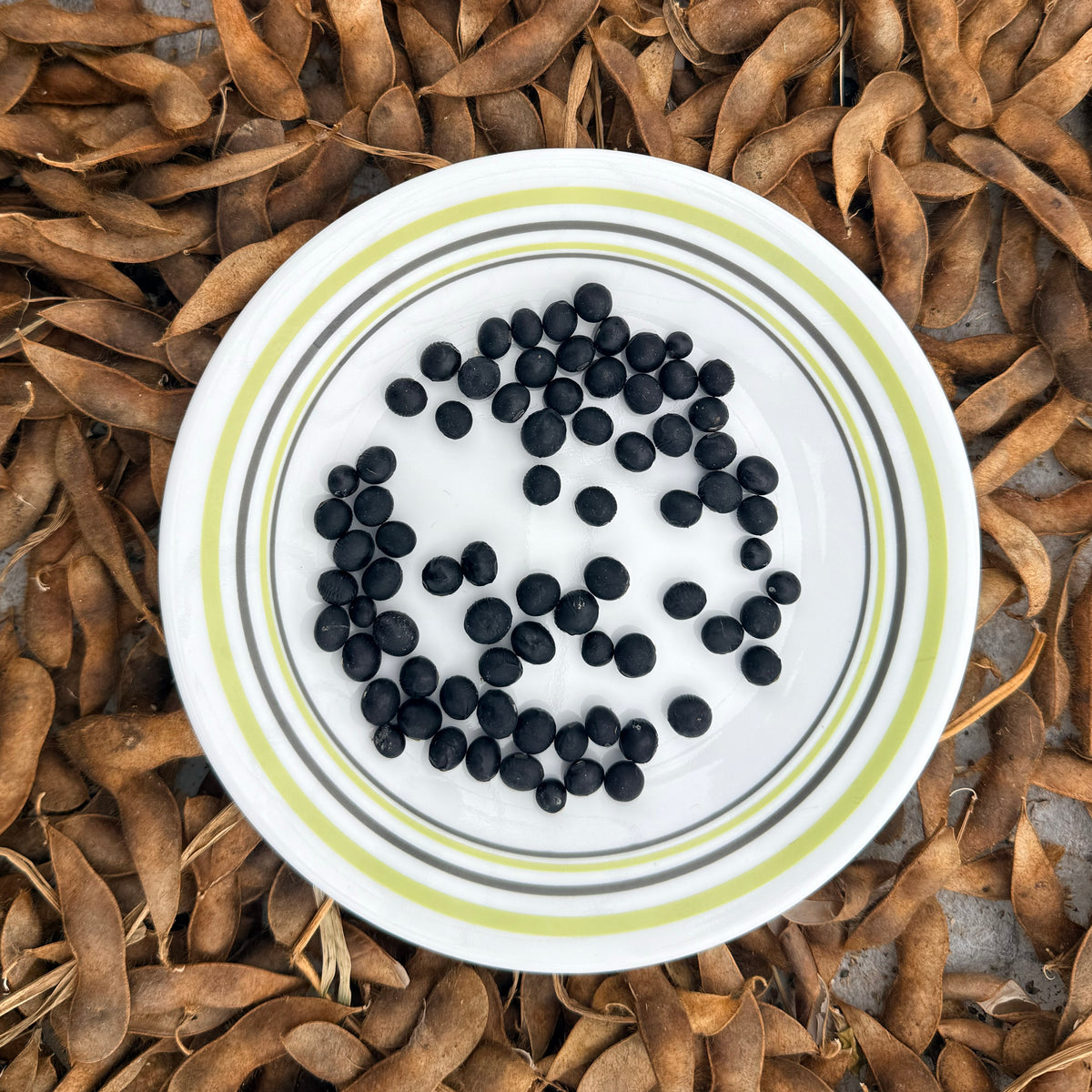 Panther Edamame Soybean