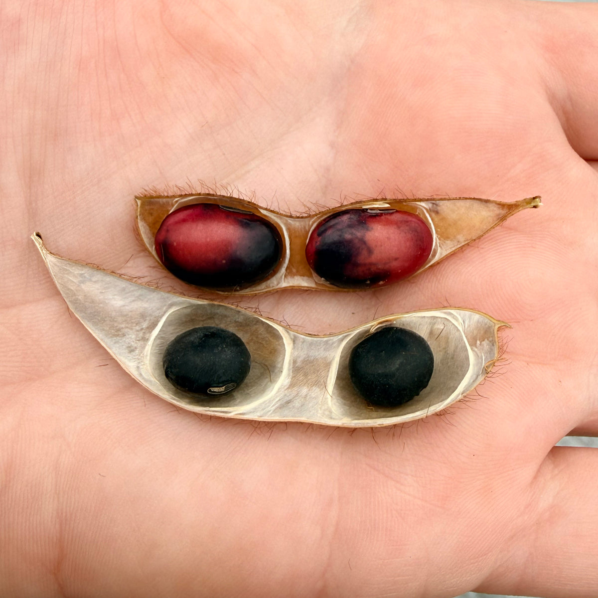 Panther Edamame Soybean