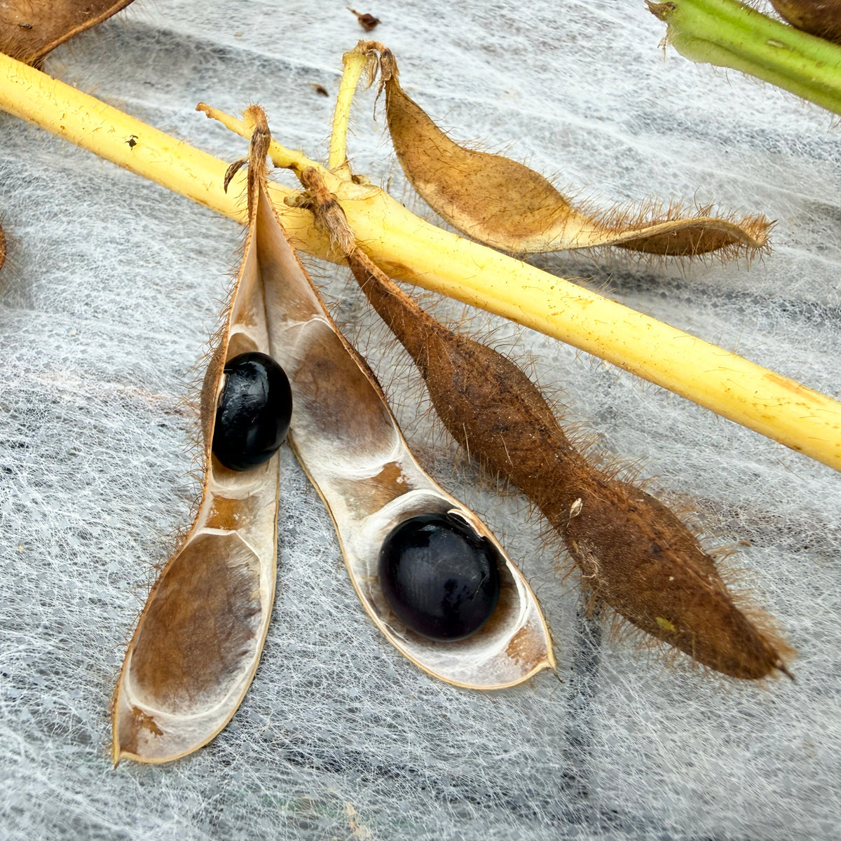 Panther Edamame Soybean