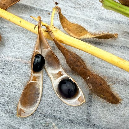 Panther Edamame Soybean