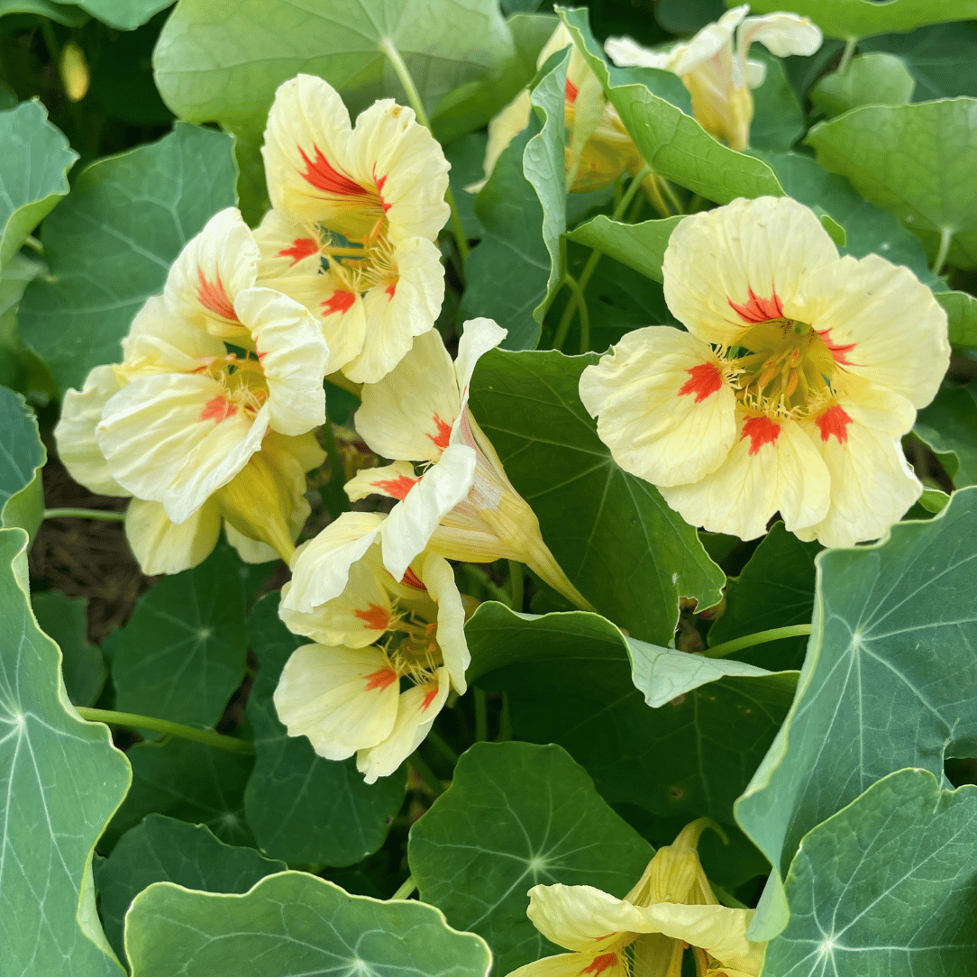 Peach Melba Nasturtium Seedlings