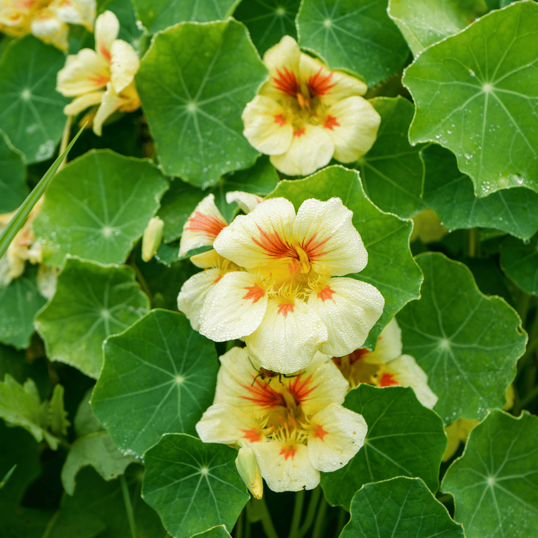 Peach Melba Nasturtium Seedlings