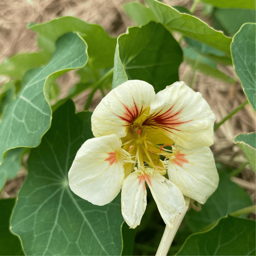 Peach Melba Nasturtium Seedlings