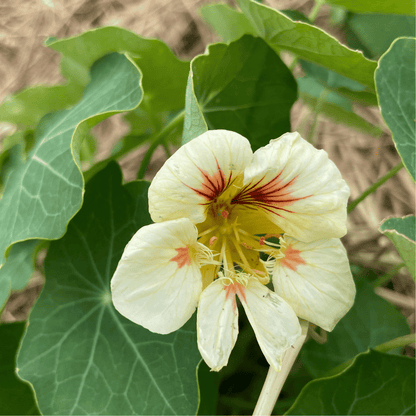 Peach Melba Nasturtium Seedlings