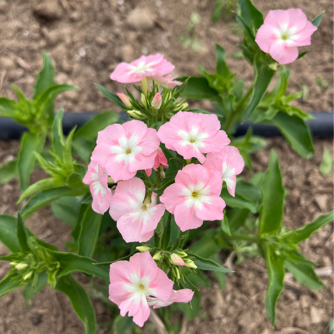 Phlox of Sheep