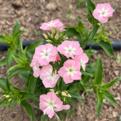 Phlox of Sheep Seedlings