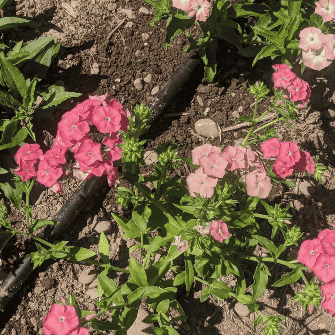 Phlox of Sheep Seedlings