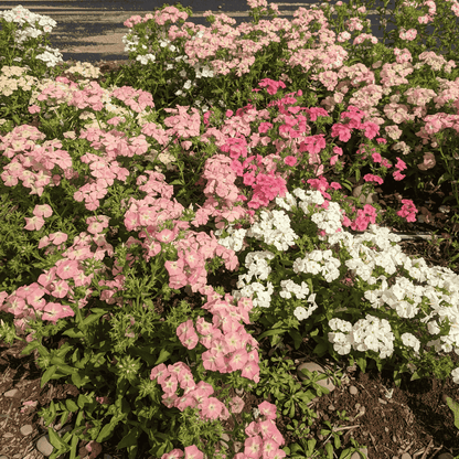 Phlox of Sheep Seedlings