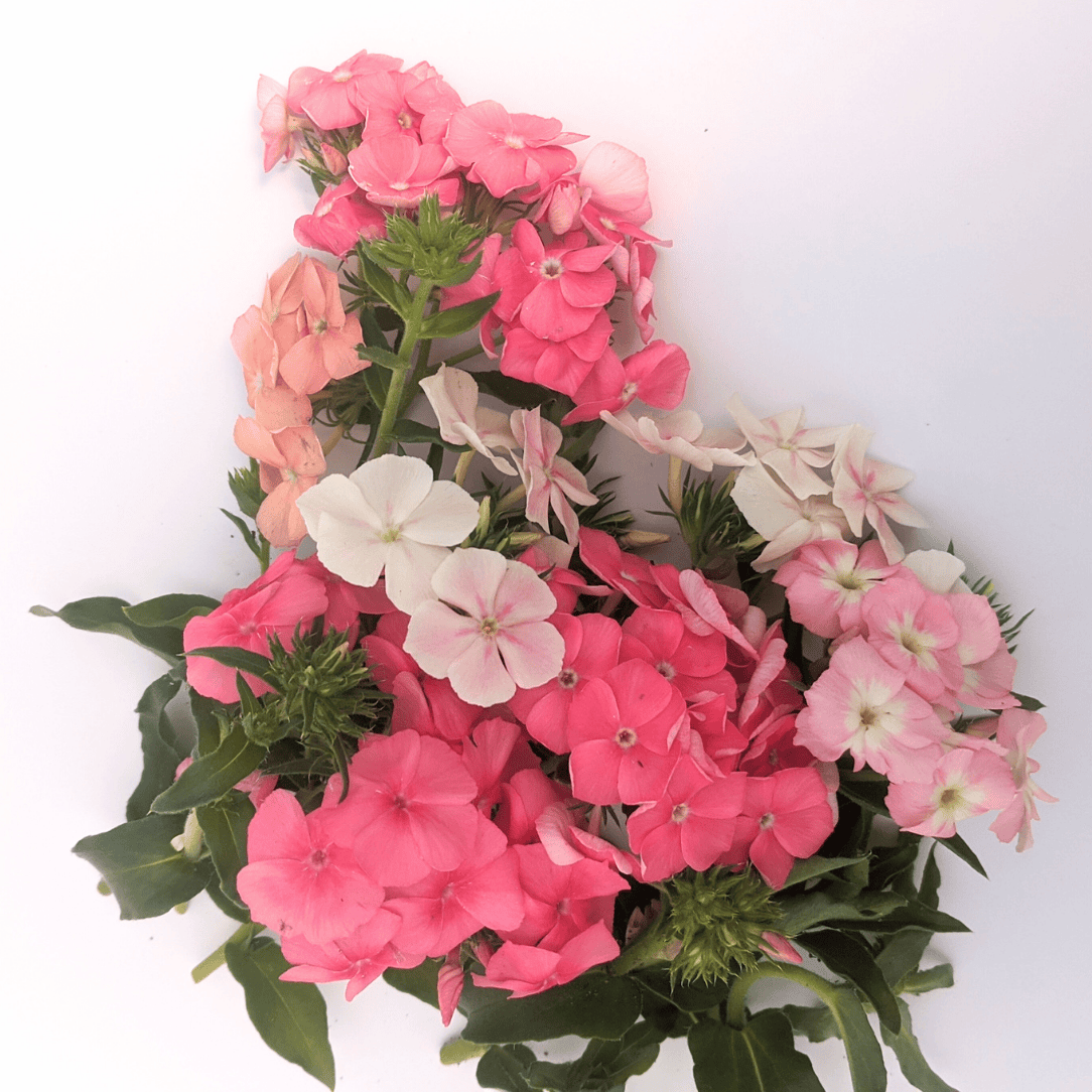 Phlox of Sheep