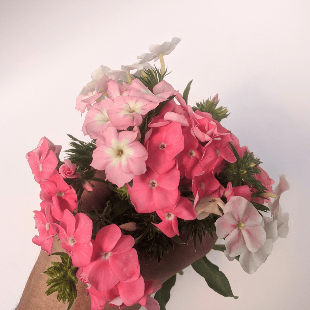 Phlox of Sheep
