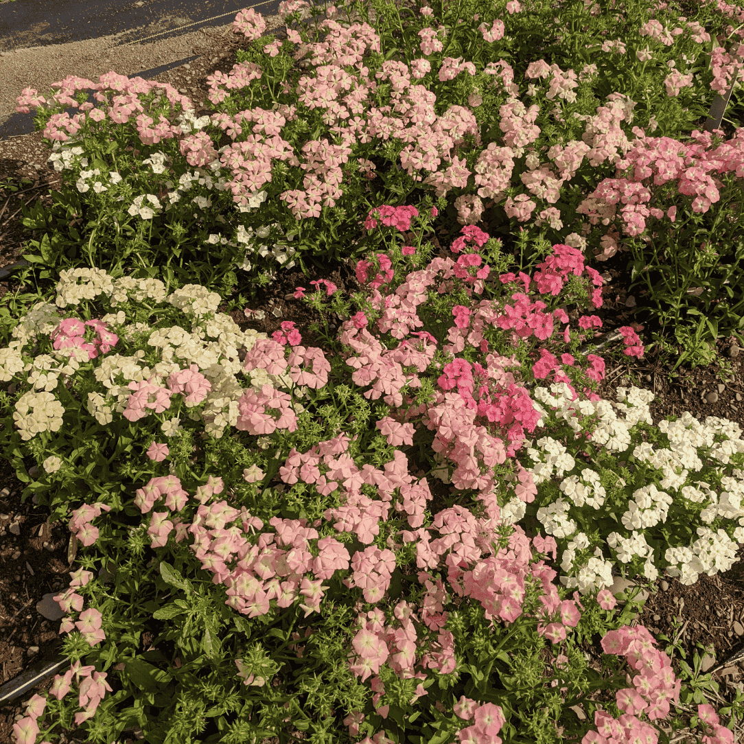 Phlox of Sheep Seedlings