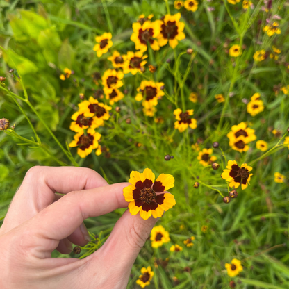 Plains Coreopsis