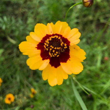 Plains Coreopsis