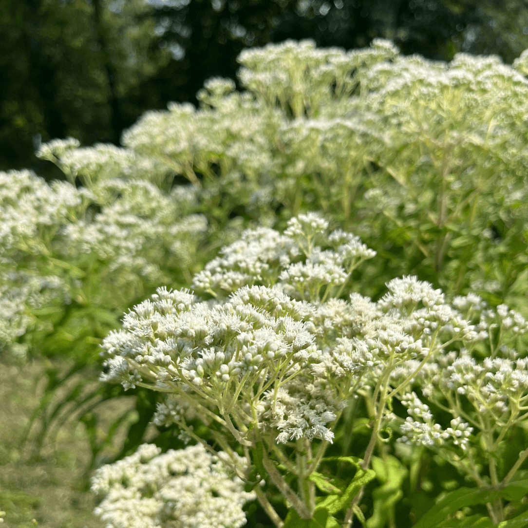 Boneset - PollinateHV Local Ecotype