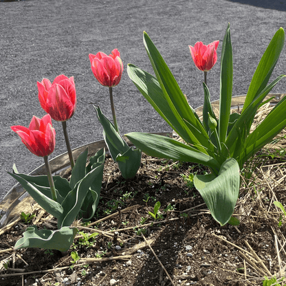 Tulip &