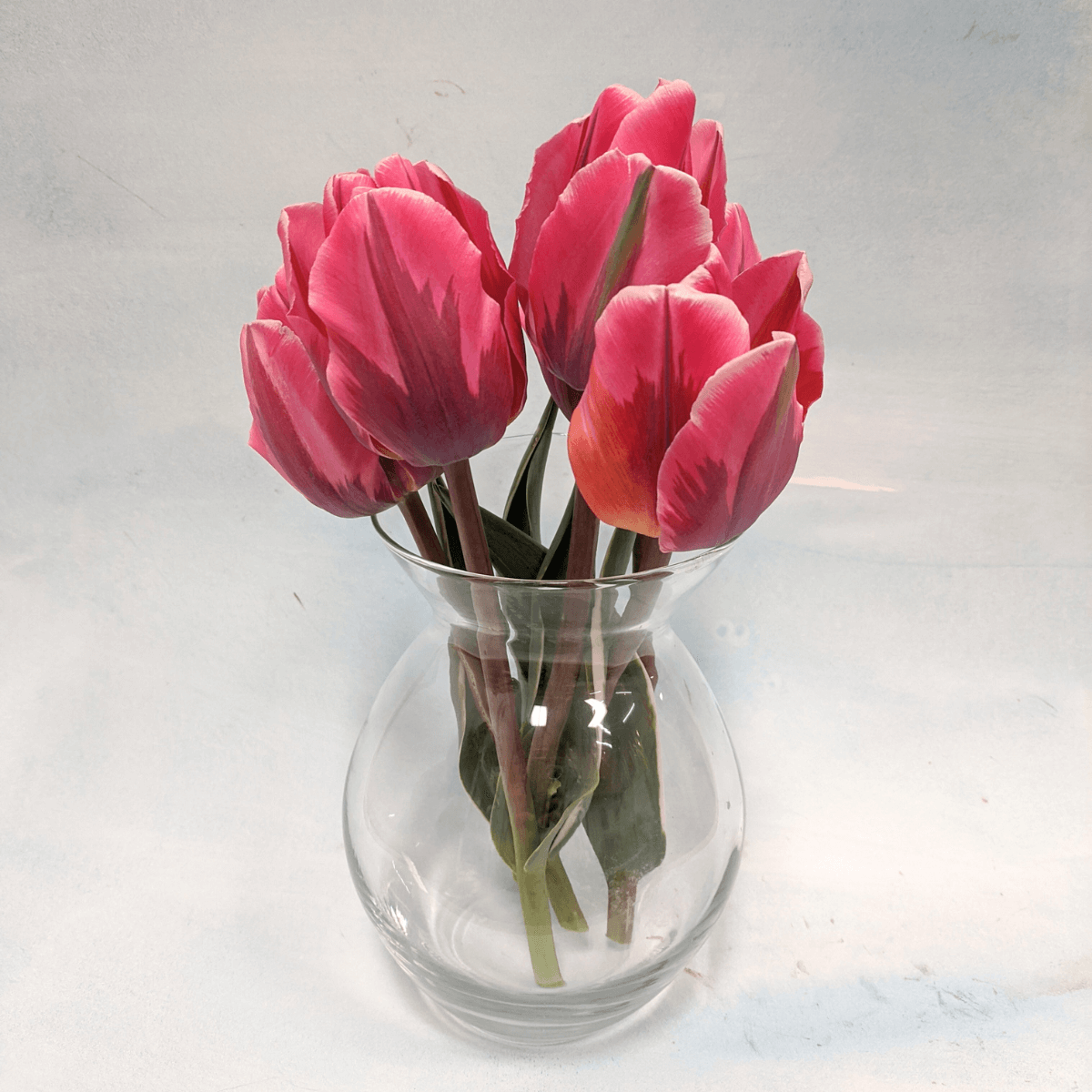 Tulip &