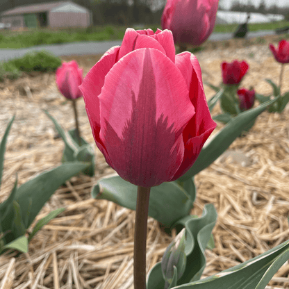 Tulip &