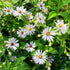 Purple-stemmed aster flower from Hudson Valley Seed Co., showcasing vibrant purple petals and green foliage.