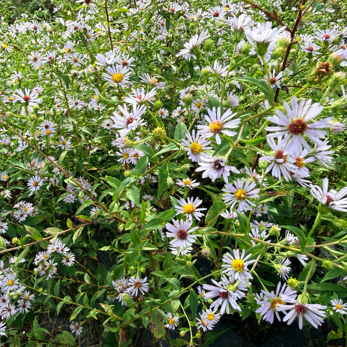 Purple-stem aster flower from Hudson Valley Seed Co., showcasing vibrant purple blooms and green foliage.