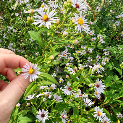Purple-stemmed aster flower from Hudson Valley Seed Co., showcasing vibrant purple petals and green foliage.