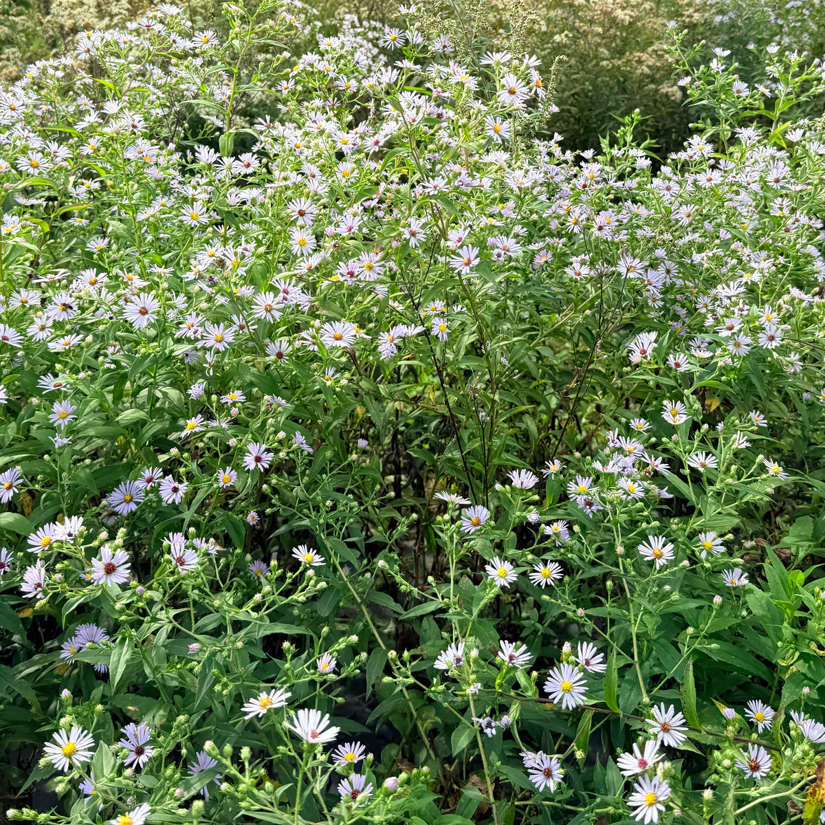 Purple-stem aster flower from Hudson Valley Seed Co., showcasing vibrant purple petals and green foliage.