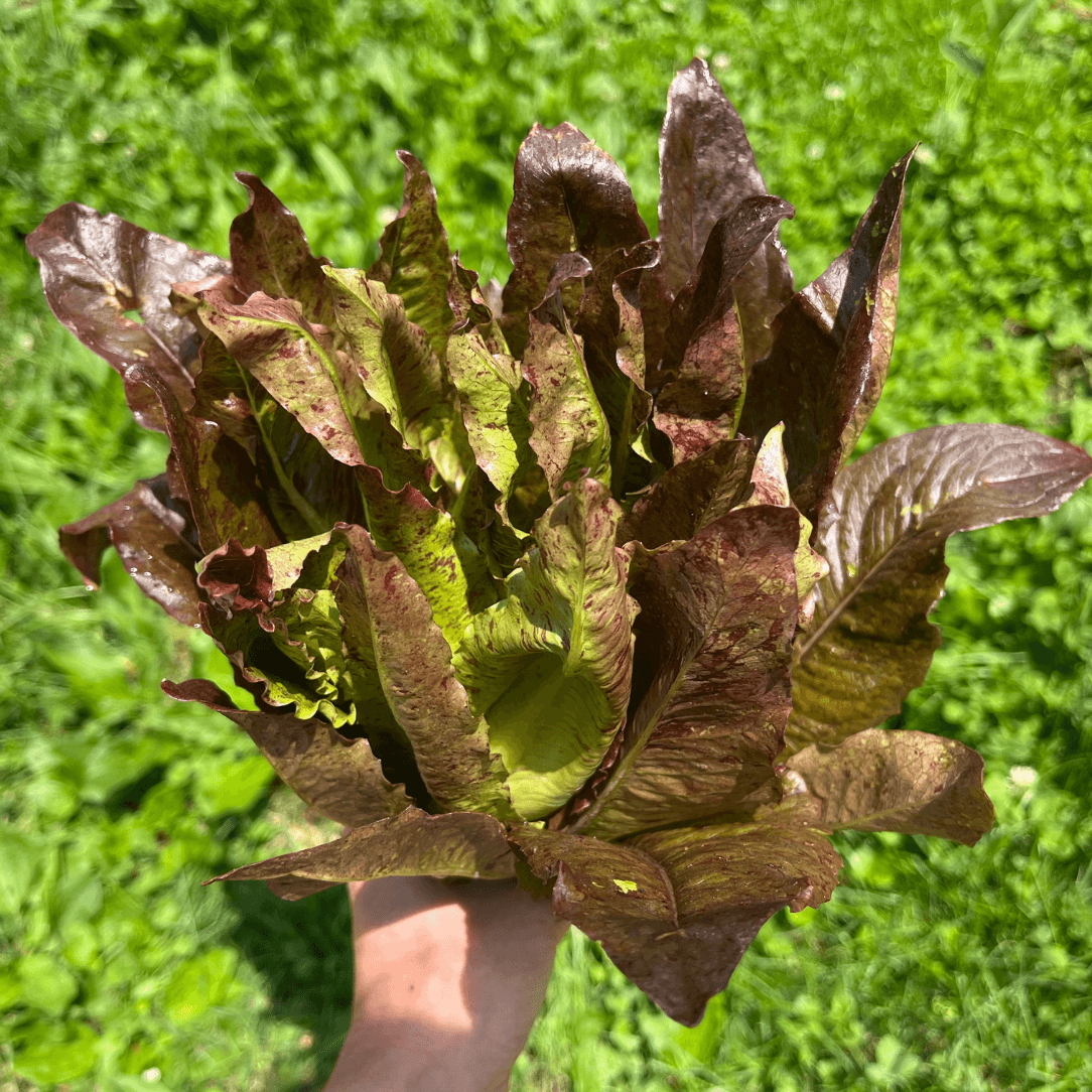 Really Red Deer Tongue Lettuce
