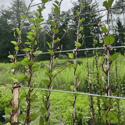 Red Malabar Spinach