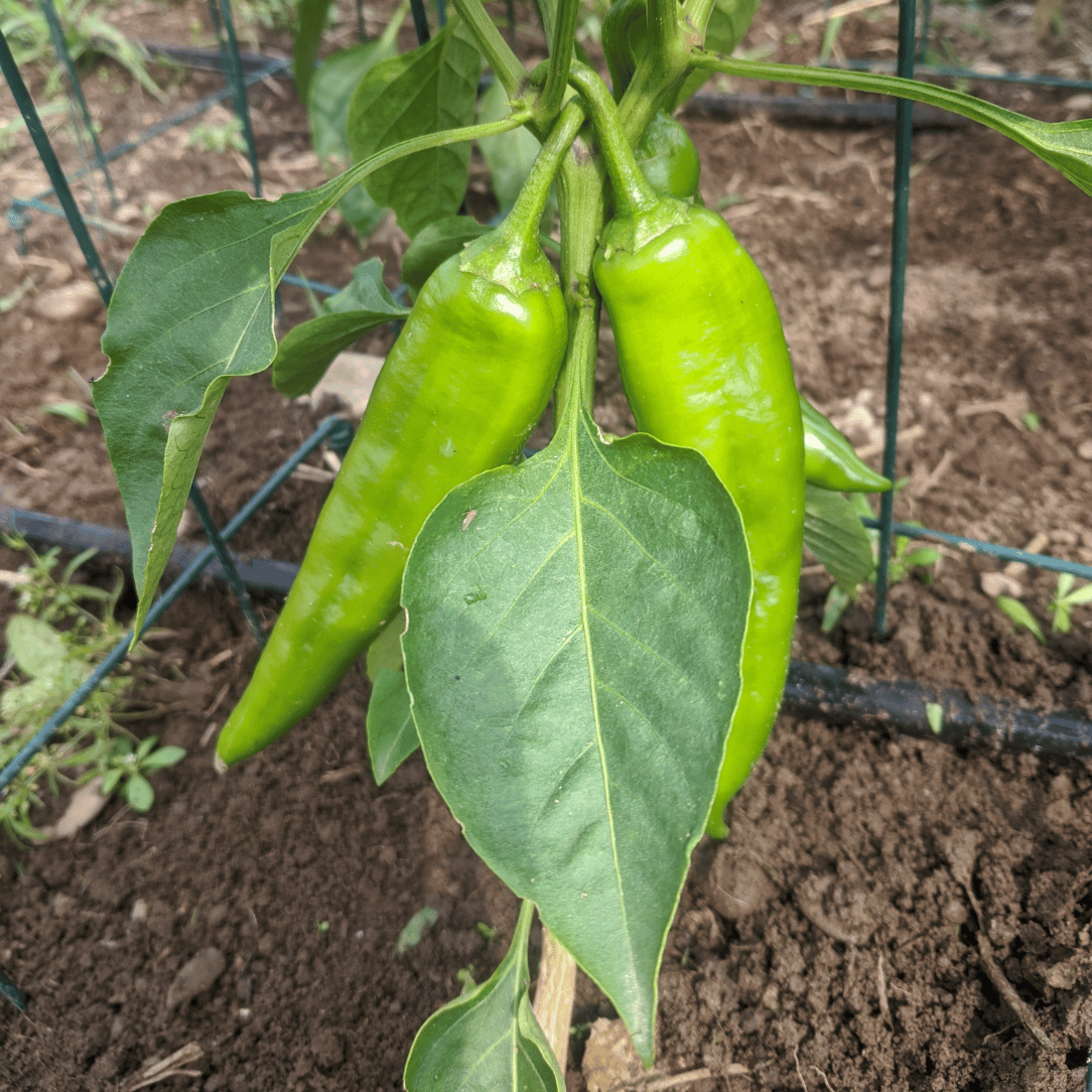 NuMex Joe E Parker Hatch Chile Seedlings