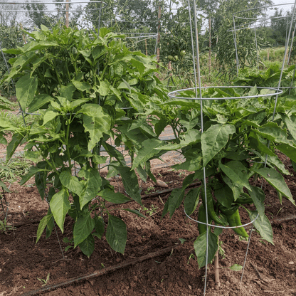 NuMex Joe E Parker Hatch Chile Seedlings