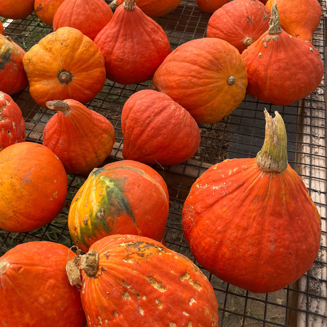 Red Kuri Squash