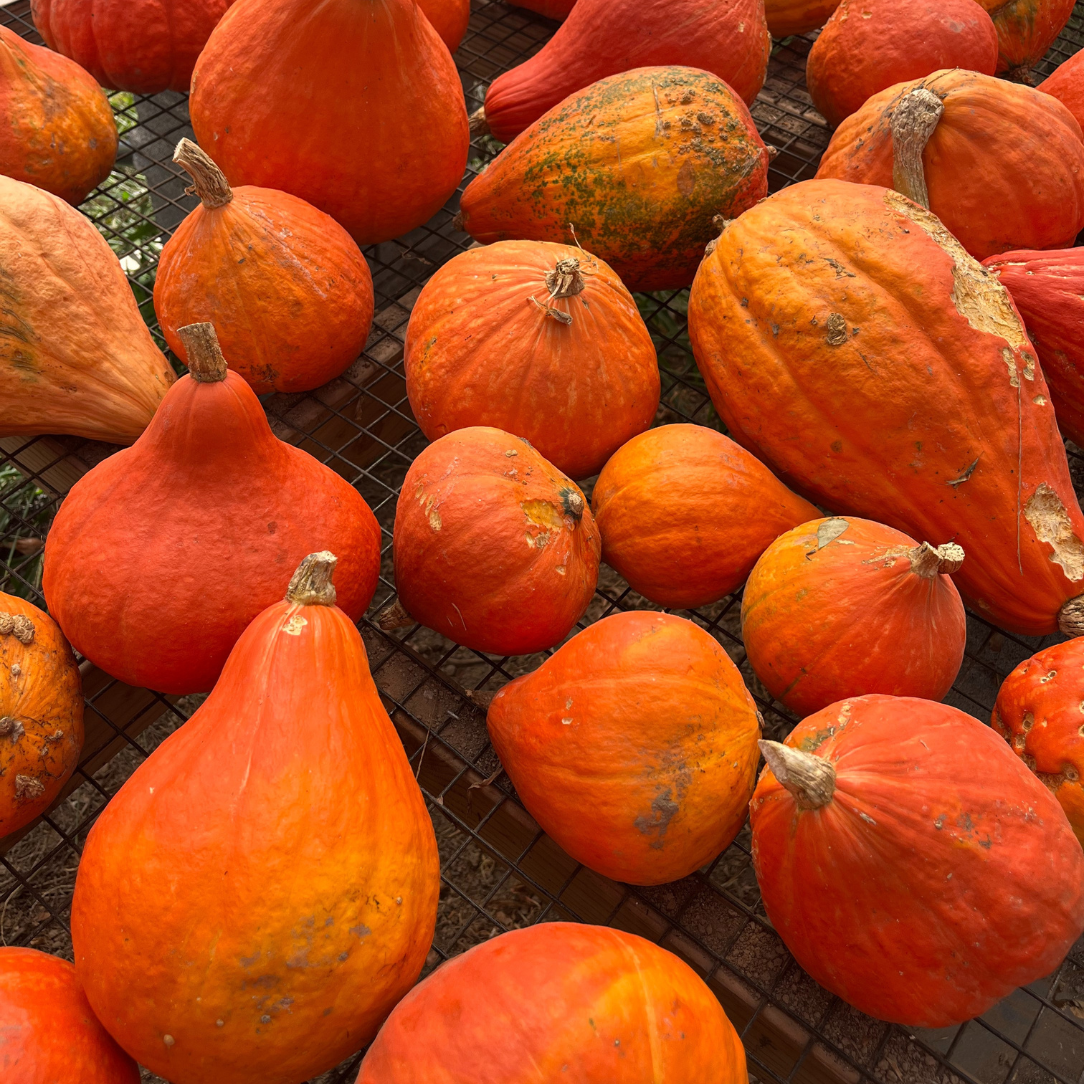Red Kuri Squash | Hudson Valley Seed Company Red Kuri Squash | Hudson Valley Seed Company